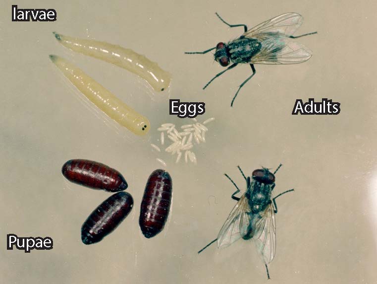 House Fly fact sheet Extension